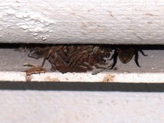 Eufriesea mexicana