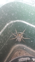 Lycosa erythrognatha