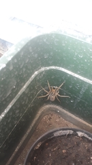 Lycosa erythrognatha