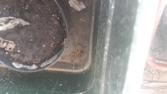 Lycosa erythrognatha