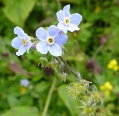 Hackelia uncinata