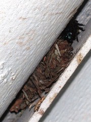 Eufriesea mexicana