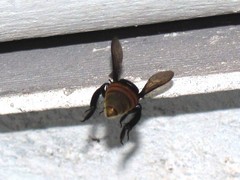 Eufriesea mexicana