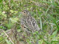 Aves
