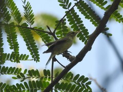 Aves