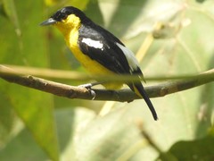 Aegithina tiphia