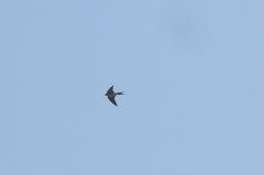 Aves
