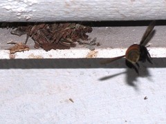 Eufriesea mexicana