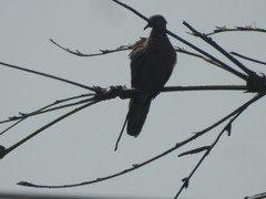 Streptopelia chinensis