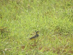Aves