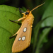 Mohican Dice Moth - Photo (c) suncana, some rights reserved (CC BY), uploaded by suncana