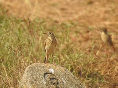 Anthus