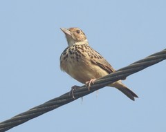 Aves