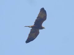 Aves