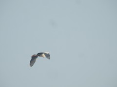 Aves