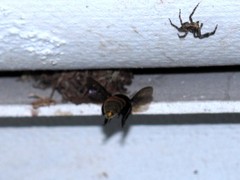 Eufriesea mexicana