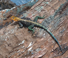 Agama lionotus