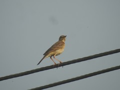 Anthus