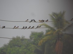 Aves