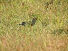 Acridotheres tristis
