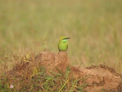 Merops orientalis