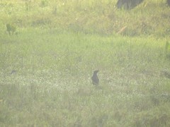 Aves