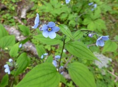 Hackelia uncinata