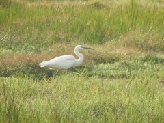 Aves