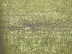 Aves