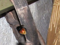 Eufriesea mexicana