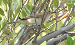 Phylloscopus collybita