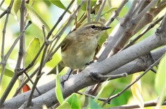 Phylloscopus collybita