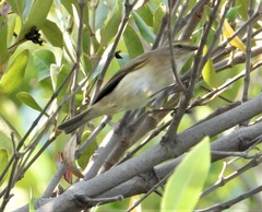 Phylloscopus collybita