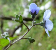 Hackelia uncinata