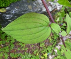 Hackelia uncinata