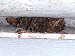 Eufriesea mexicana