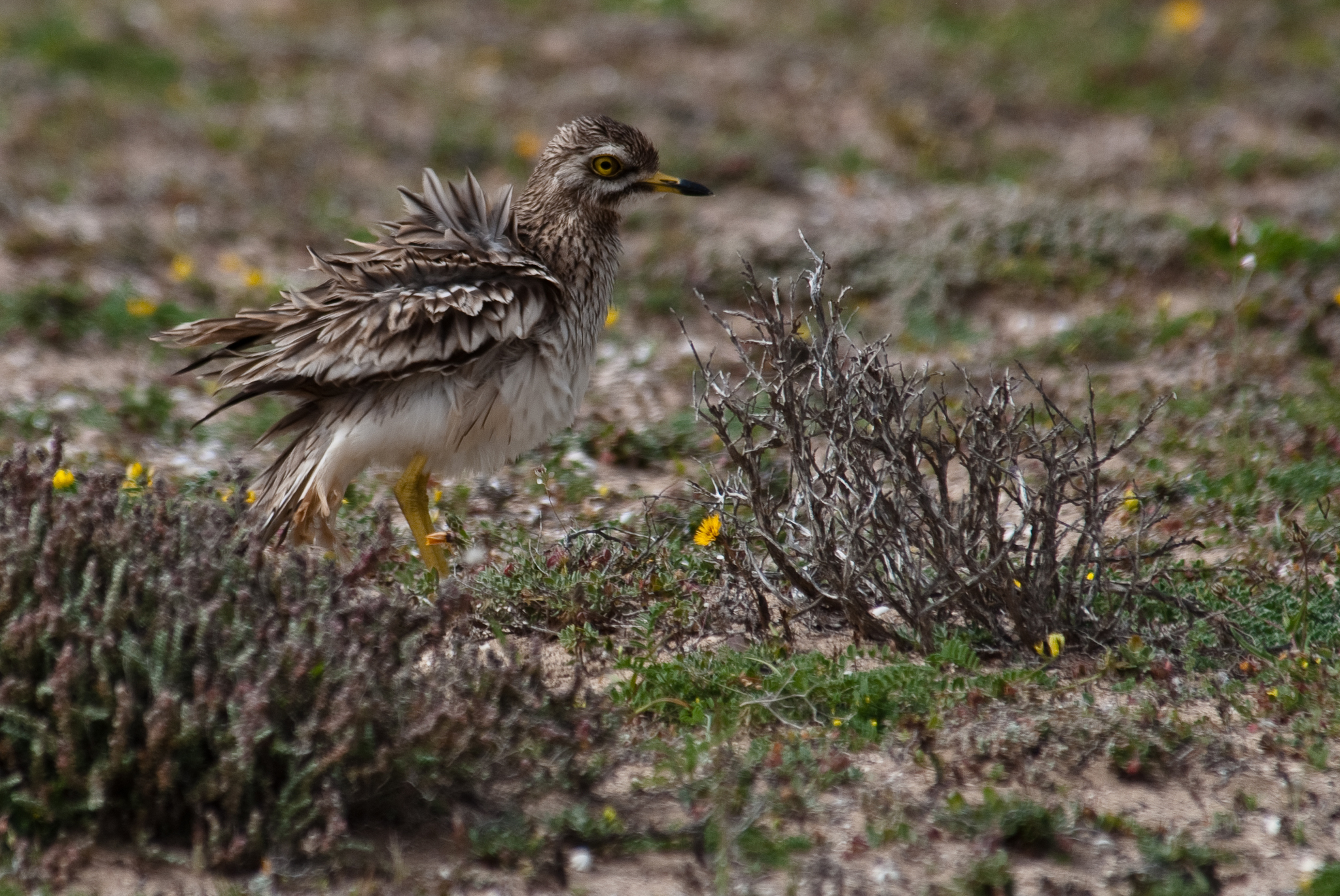 Eurasian Stone-curlew