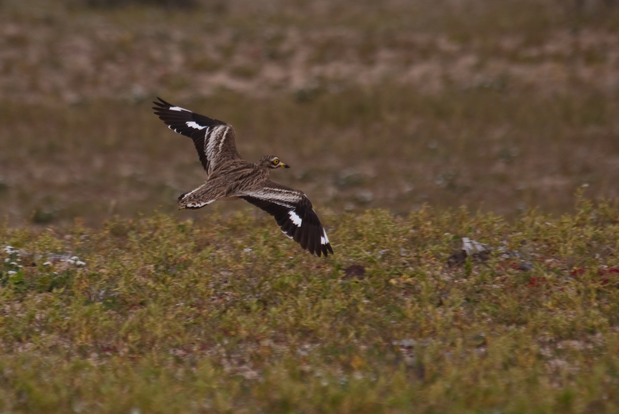 Eurasian Stone-curlew