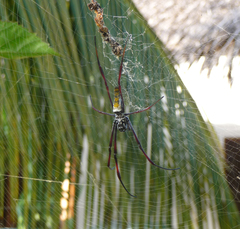 Trichonephila inaurata