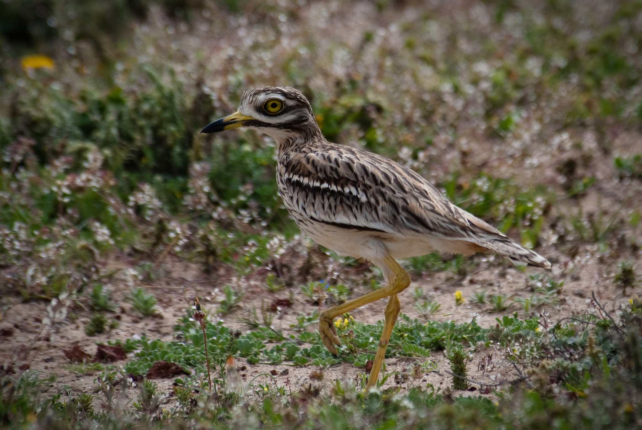 Eurasian Stone-curlew