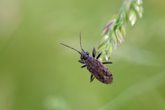 Peritrechus gracilicornis