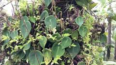 Peperomia hernandiifolia