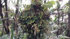 Peperomia hernandiifolia