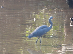 Egretta gularis