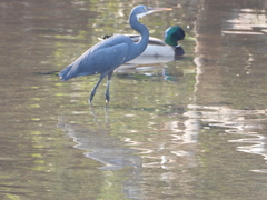 Egretta gularis