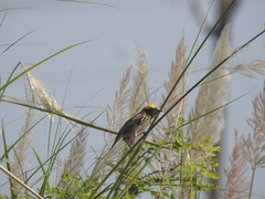 Ploceus manyar