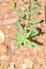 Corrigiola litoralis