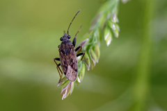 Peritrechus gracilicornis