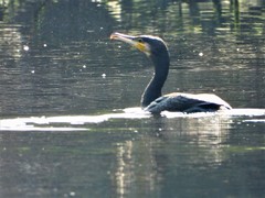 Phalacrocorax carbo