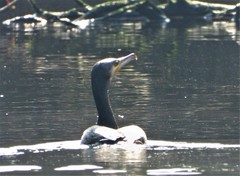 Phalacrocorax carbo